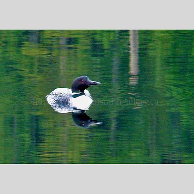 Drum Lake Loon